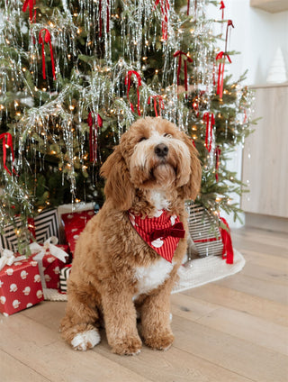 In My Jammers Santa Dog Bandana
Dog wearing a red bow tie sitting in front of a decorated Christmas tree with presents.