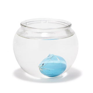 Grow Your Own Shark - Hatching Shark Egg, Two's Company, EB Boy, EB Girls, Grow Your Own Shark, Hatching Shark Egg, Shark, Sharks, Stocking Stuffer, Stocking Stuffers, Two's Company, Toys - B